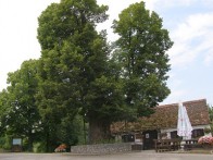 GUPČEVA LIPA