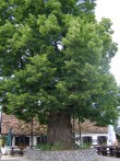 GUPČEVA LIPA