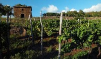 IZLOŽBA VINA CENTRALNOG ISTARSKOG VINOGORJA, GRAČIŠĆE, 21.04.2014.