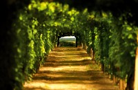 ERDUTSKA VINA - GRAŠEVINA, RAJNSKI RIZLING, CHARDONNAY, ZWEIGELT
