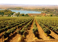 ERDUTSKA VINA - GRAŠEVINA, RAJNSKI RIZLING, CHARDONNAY, ZWEIGELT