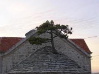 CRNI BOR, NEREŽIŠĆA - OTOK BRAČ