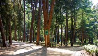 PARK ŠUMA ZLATNI RT