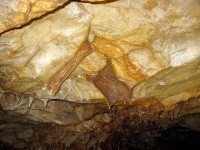 ŠPILJA FEŠTINSKO KRALJEVSTVO, ŽMINJ