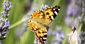 ISTARSKI VRT LEPTIRA, EKO CENTAR EIA