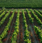 VINA FRANC ARMAN, VIŽINADA 