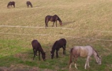 KONJIČKI KLUB „CAPISTRO“ , BILJE- KOPAČEVO