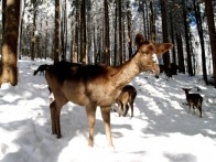 PARK ŠUMA JAPLENŠKI VRH