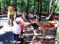 FARMA JELENA U SVETOM MARTINU NA MURI