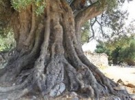 NALAZIŠTE DIVLJE MASLINE – LUN