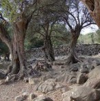 NALAZIŠTE DIVLJE MASLINE – LUN