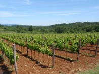 ISTARSKA MALVAZIJA - DAMJANIĆ VINA, POREČ