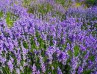 ISTARSKA LAVANDA - GRUPA ISTARSKA LAVANDA