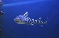 AQUARIUM CRIKVENICA