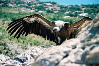 ORNITOLOŠKI REZERVAT KRUNA