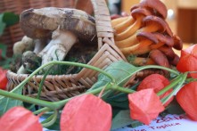 GLJIVARENJE V STUBAKIMA, 14. LISTOPAD 2017.