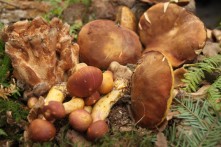 GLJIVARENJE V STUBAKIMA, 14. LISTOPAD 2017.