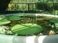 ZAGREBAČKA ZELENA POTKOVA (LENUCIJEVA POTKOVA)