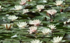 BOTANIČKI VRT, ZAGREB