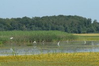 ORNITOLOŠKI REZERVAT CRNA MLAKA