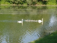 ORNITOLOŠKI REZERVAT SAVA – STRMEC