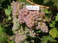 ŽUPANIJSKA MARKA VINA KRALJEVINA