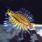 PRIRODNA BOGATSTVA NINA - STANIŠTA I BILJNE VRSTE