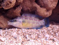 LIJEPO, ČISTO I BOGATO PODMORJE