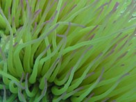 LIJEPO, ČISTO I BOGATO PODMORJE