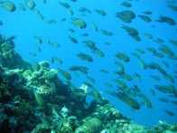 LIJEPO, ČISTO I BOGATO PODMORJE