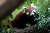 ZOOLOŠKI VRT ZAGREB