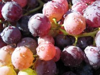 VRHUNSKO VINO CABERNET SAUVIGNON - POLJOPRIVREDNA ZADRUGA MASVIN