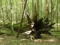POSEBNI REZERVAT ŠUMSKE VEGETACIJE PRAŠNIK