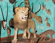 KAŠTEL ZRINSKIH - STALNI POSTAV ŠUMARSTVA, LOVSTVA I RIBOLOVA, BROD NA KUPI