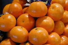 NERETVANSKE MANDARINE S  „GLOBAL GAP FRUIT“ CERTIFIKATOM